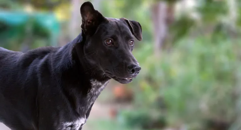 Perro en alerta por miedo a los ruidos