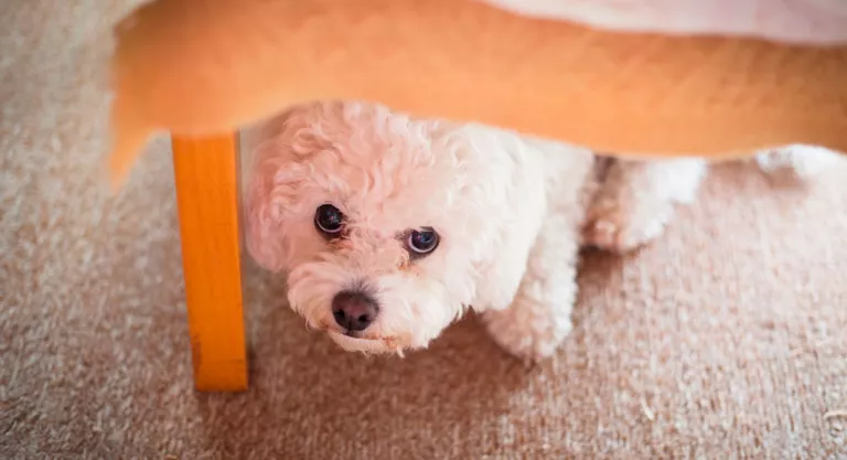 Perro escondiéndose por miedo al ruido