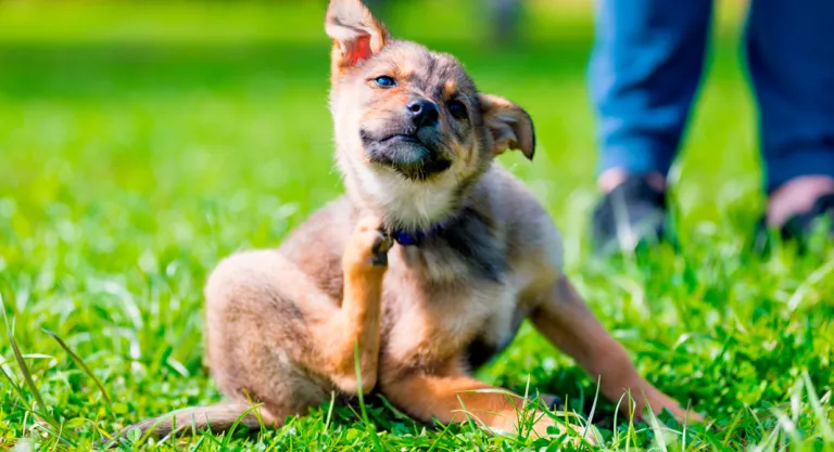 Síntomas de garrapatas en el perro