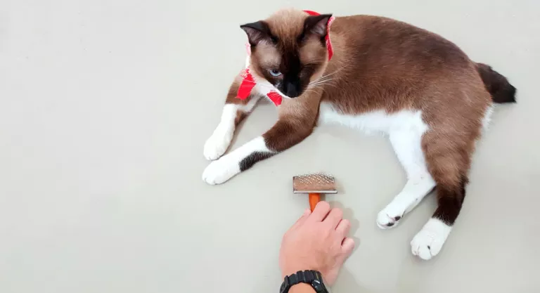 Tratamiento de las bolas de pelo en los gatos