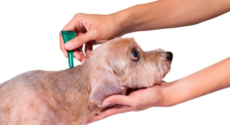 Tratamiento para las garrapatas en el perro