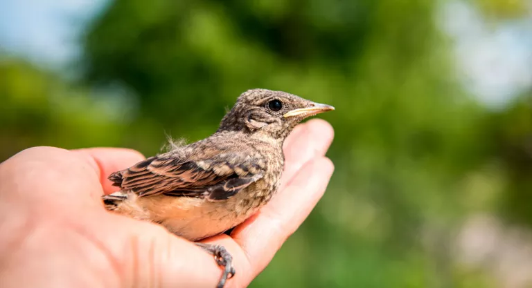 Pájaro herido en la mano