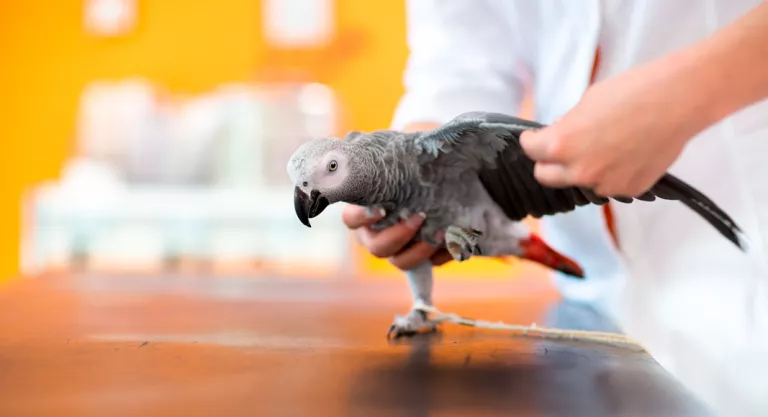 Hombre cuidando un pájaro herido