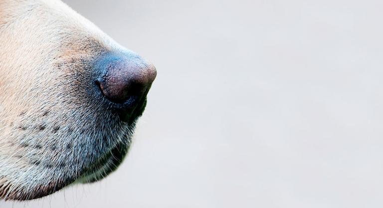 Cuidado del olfato en el perro