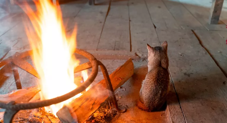 Gato con riesgo de quemaduras