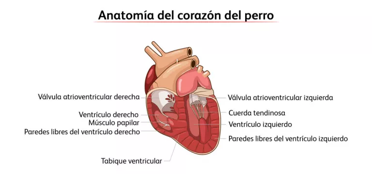 Anatomía del corazón del perro