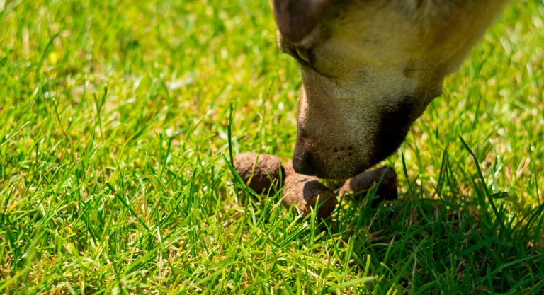 Perro comiendo heces