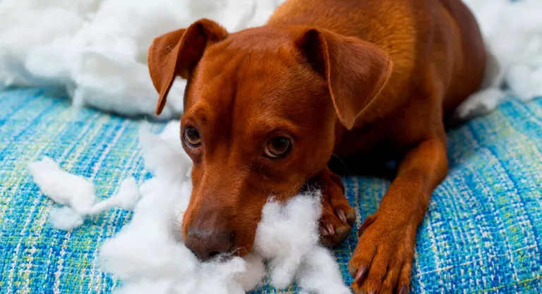 Perro comiendo algodón