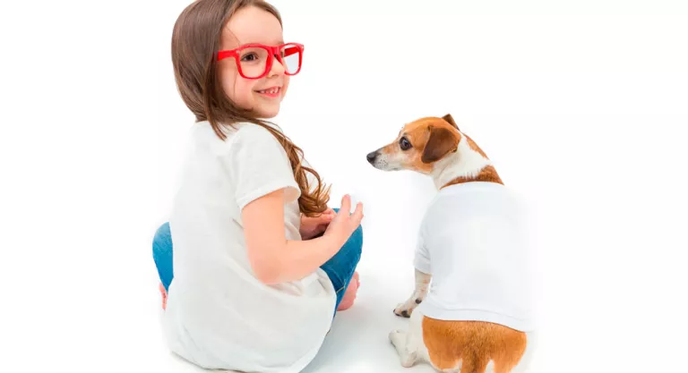 Perro con una camiseta como alternativa al collar isabelino