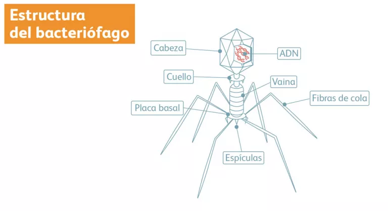 Estructura del bacteriófago