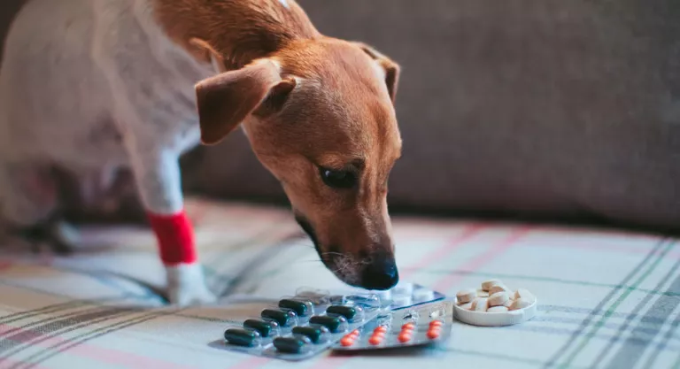 Perro tomando pastillas para tratar el alzhéimer