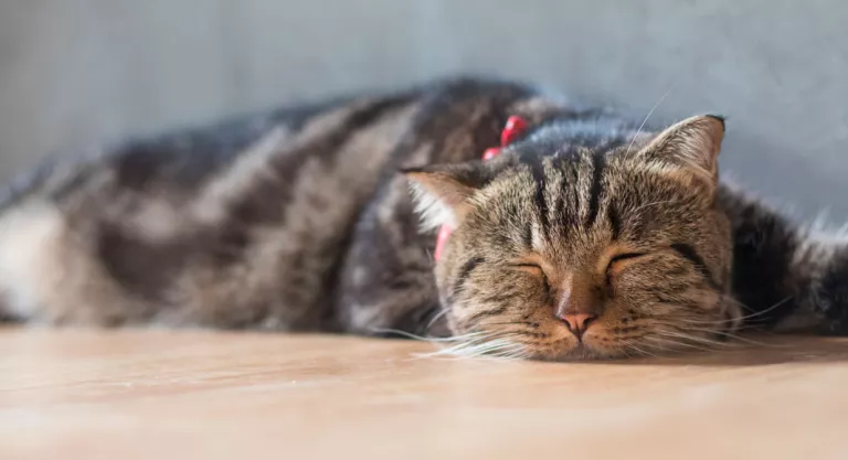 Anemia en los gatos Gato con anemia