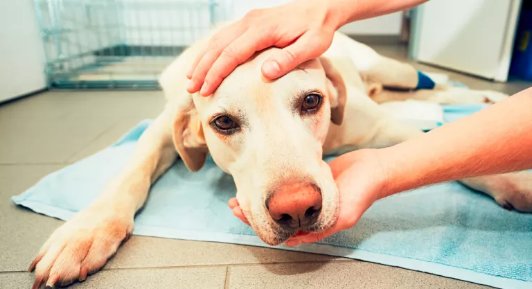 Perro con cáncer