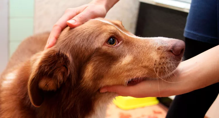 Tratamiento de la depresión en el perro