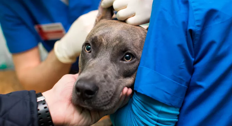 Esterilización de un perro