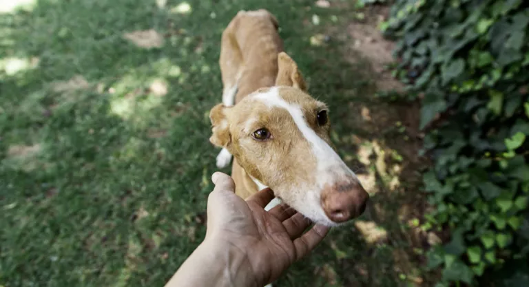 Perro con leishmaniosis 