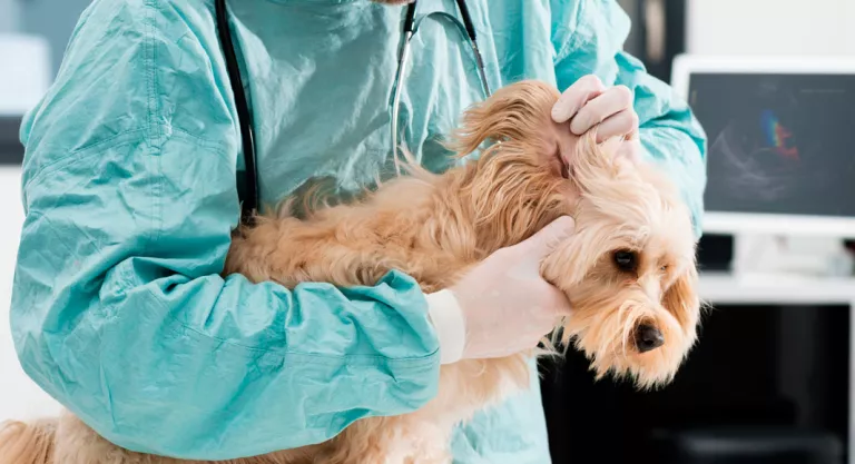Otitis en los perros Perro con otitis