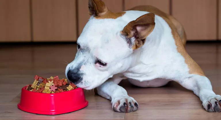 perro comiendo pienso