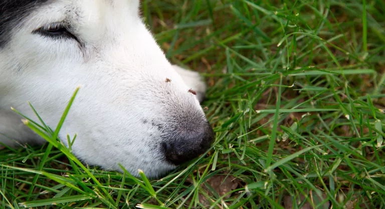 Picadura de mosquito a un perro