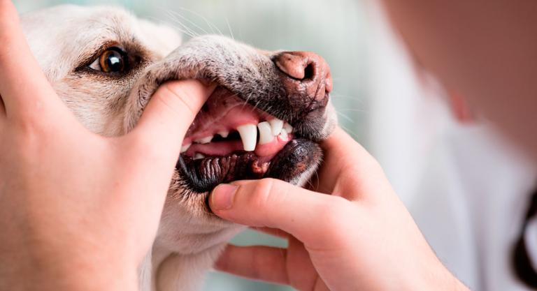 Perro con problemas en los dientes