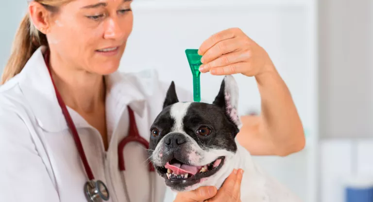 Enfermedad del gusano del corazón en el perro Repelente mosquitos para el perro