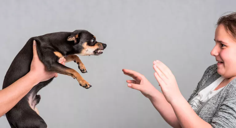 Síntomas del embarazo psicológico en las perras