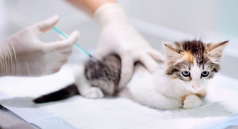 Gato siendo vacunado