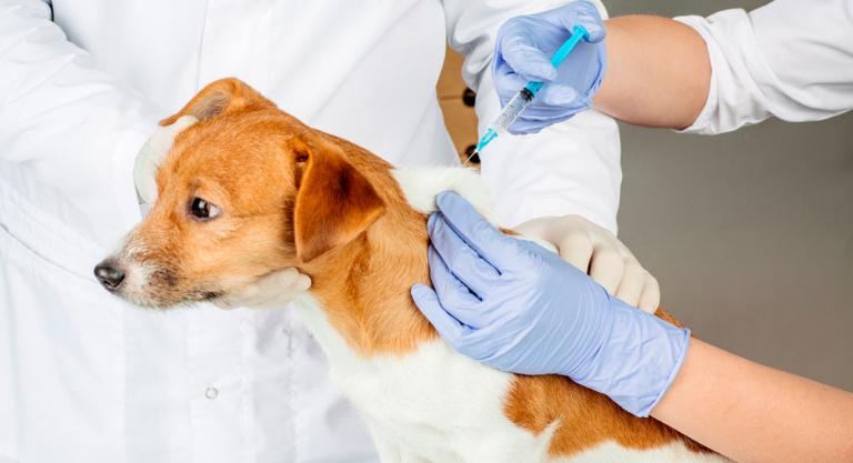 Vacunación del perro
