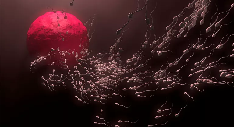 Donación de semen Espermatozoides y óvulo