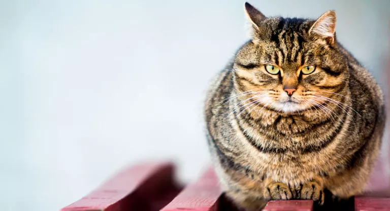 Gato con problemas de obesidad