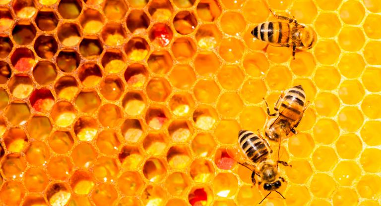 Panel de miel