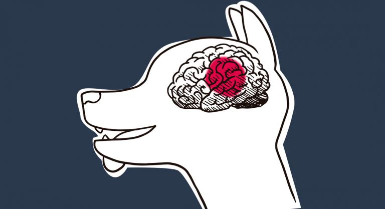Epilepsia en el perro, qué y causas de convulsiones