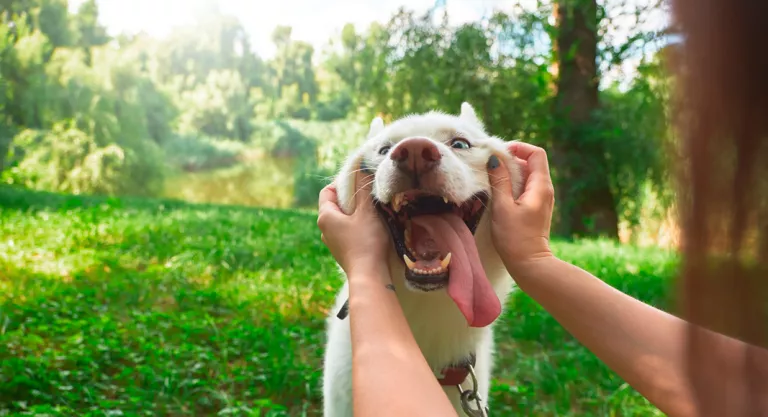 Que no hacer en un ataque de epilepsia en el perro