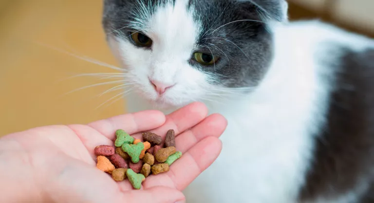 Gato alimentándose