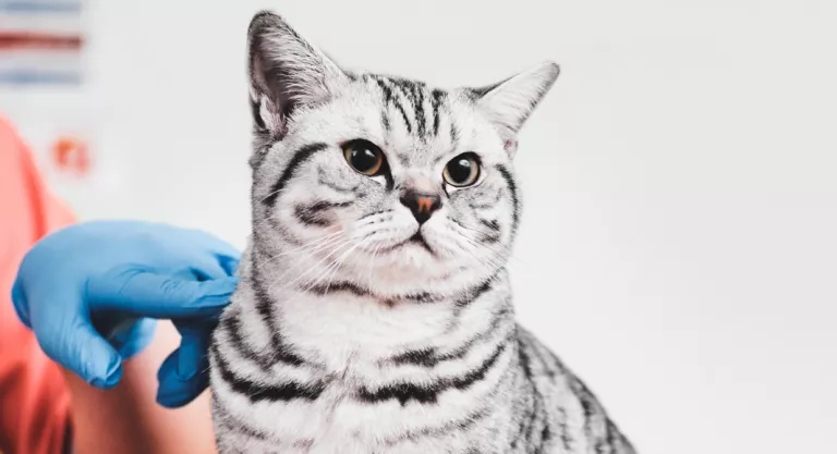 Gato con problemas de insuficiencia renal