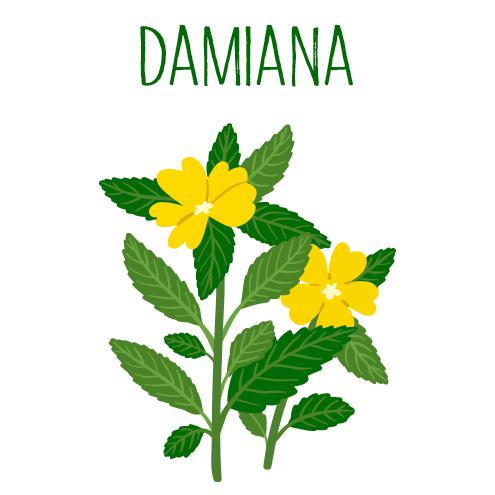 Planta Damiana ilustración