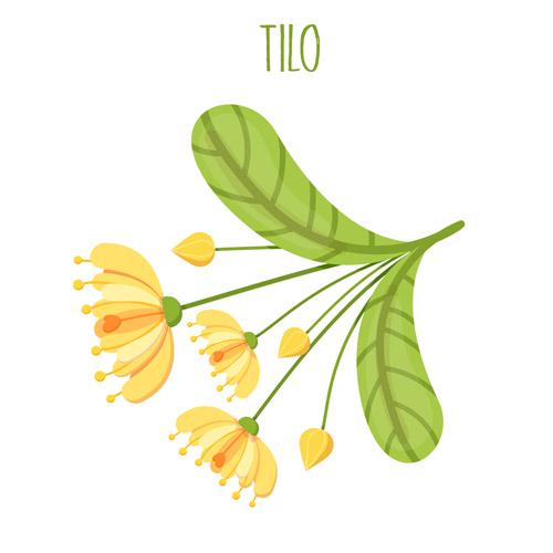 Tilo, qué es, cómo es y principios activos de la tila