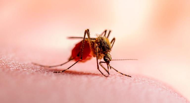 Mosquito que transmite el zika