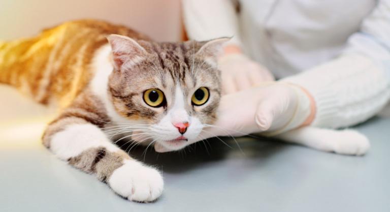 Síntomas de la gingivoestomatitis crónica en el gato