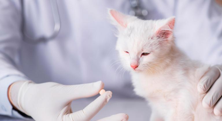 Tratamiento de la gingivoestomatitis crónica en el gato