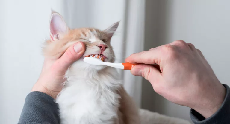 Sarro en los dientes del gato