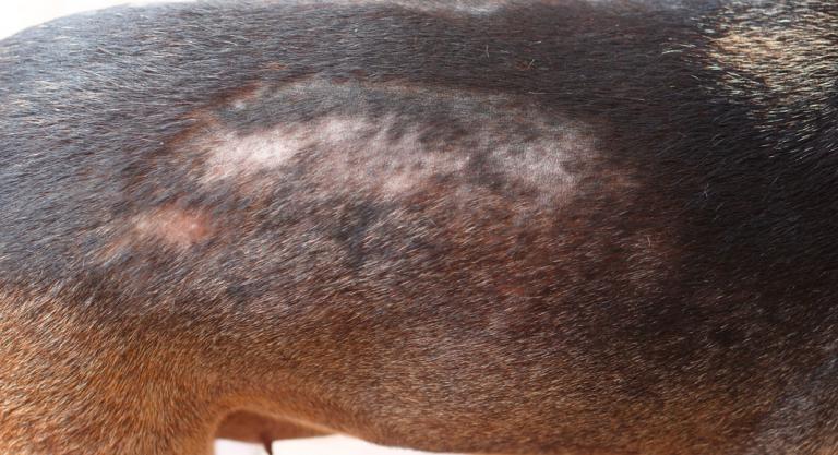 Alopecia canina