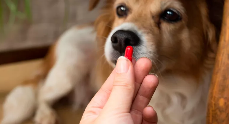 Alopecia canina: tratamiento