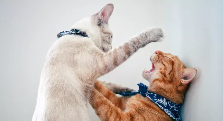 Gatos peleándose