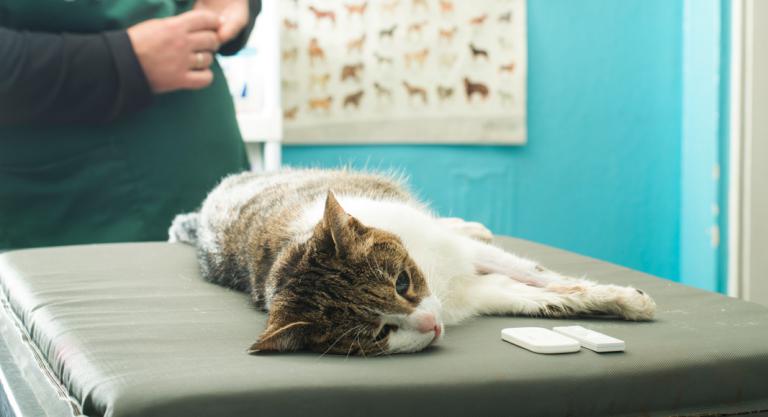 Tratamiento de la hemorragia en los gatos
