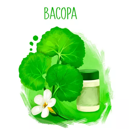 Ilustración de la bacopa