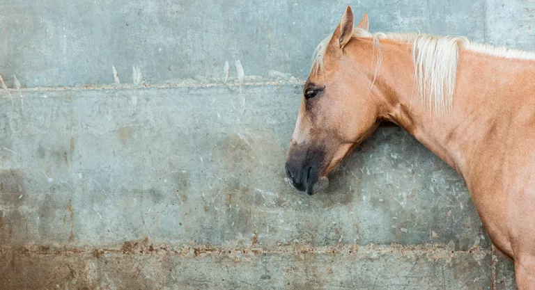 Colico equino