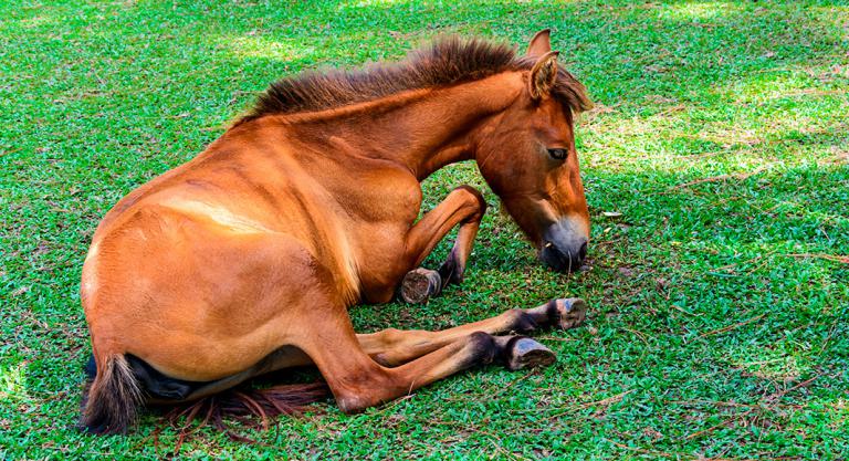 Diarrea en caballos