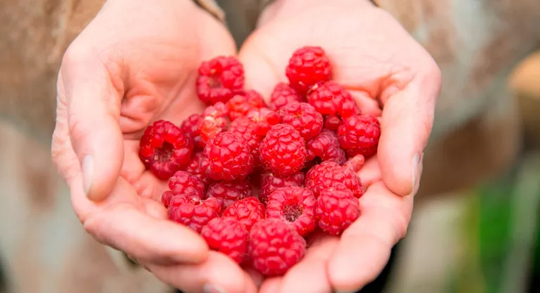 Antioxidantes en la dieta