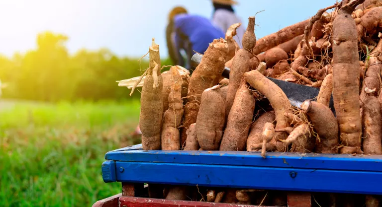 Tipos de yuca